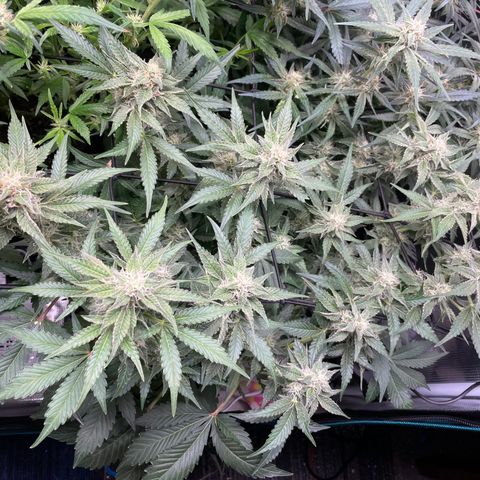 Growlog-Zeitleistenfoto von White Widow #1