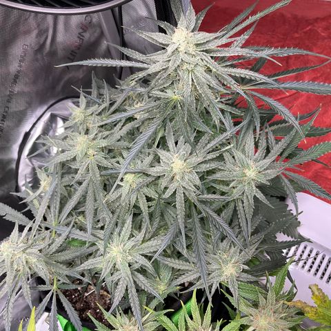 White Widow #2 growlog timeline photo