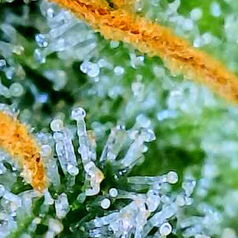 White Widow #3 growlog timeline photo