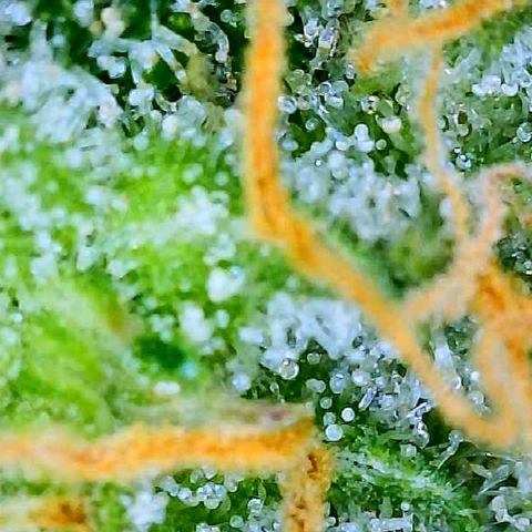 White Widow #3 growlog timeline photo