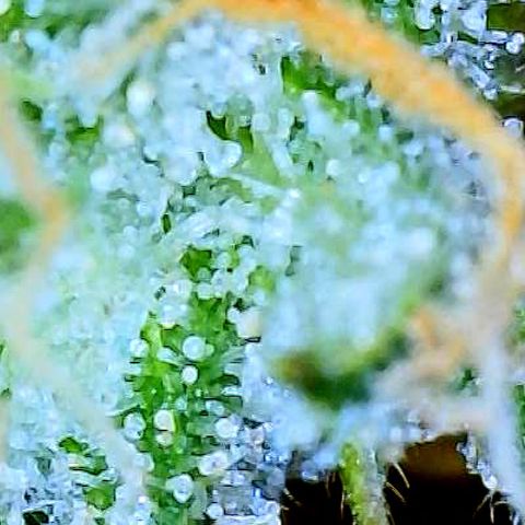 White Widow #3 growlog timeline photo