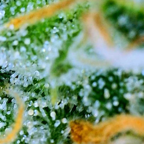 White Widow #3 growlog timeline photo