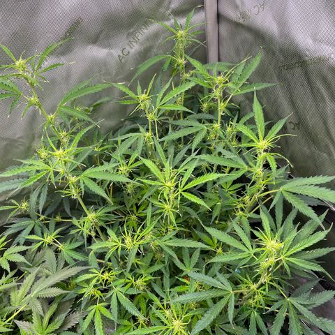 Milky Way - Variegated growlog timeline photo