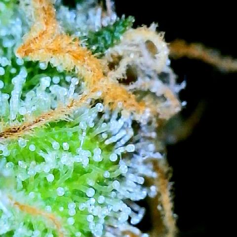 Sexxpot #1 growlog timeline photo