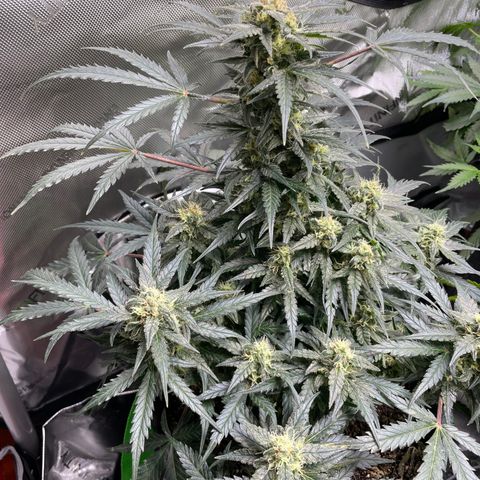 Sexxpot #1 growlog timeline photo