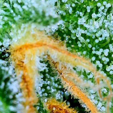 Sexxpot #1 growlog timeline photo
