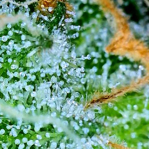 Sexxpot #1 growlog timeline photo