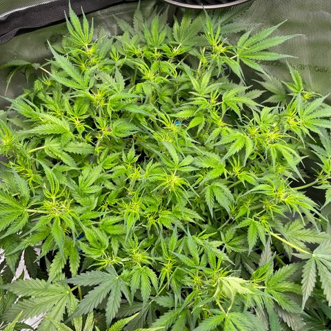 Blue Knight #1 growlog timeline photo