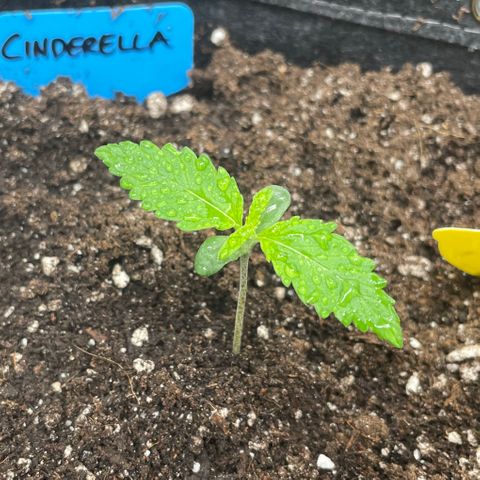 Cinderella #2 growlog timeline photo