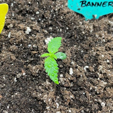 Bruce Banner #2 growlog timeline photo