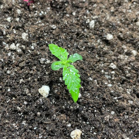 Sexxpot #2 growlog timeline photo