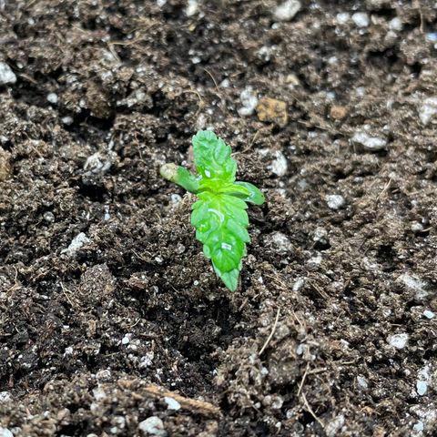 Gelato #1 growlog timeline photo