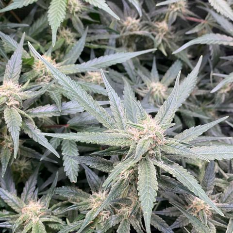 Cinderella #1 growlog timeline photo