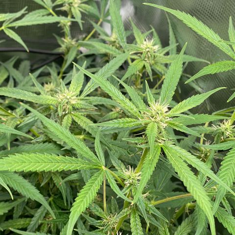 Moonshine Cookies growlog timeline photo