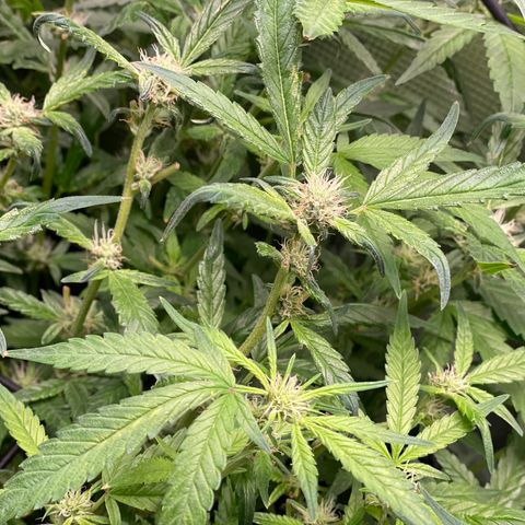 Bruce Banner #1 growlog timeline photo