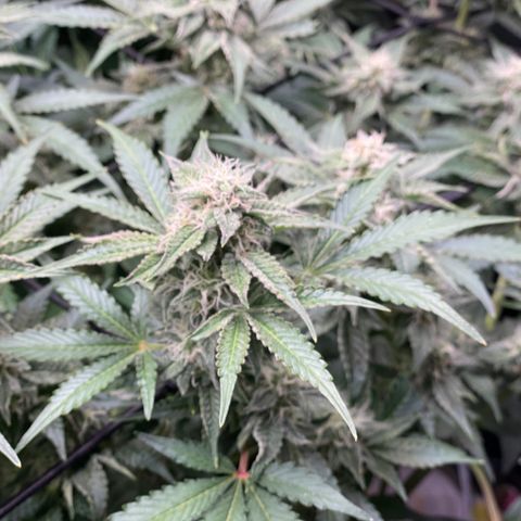 Growlog-Zeitleistenfoto von White Widow #1