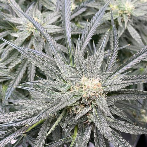 White Widow #2 growlog timeline photo