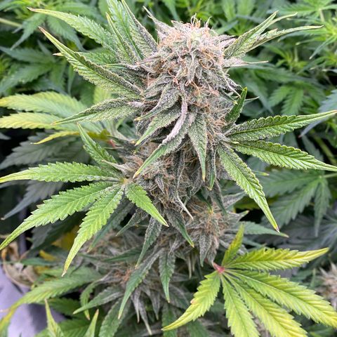 White Widow #3 growlog timeline photo