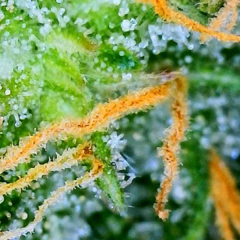 White Widow #3 growlog timeline photo