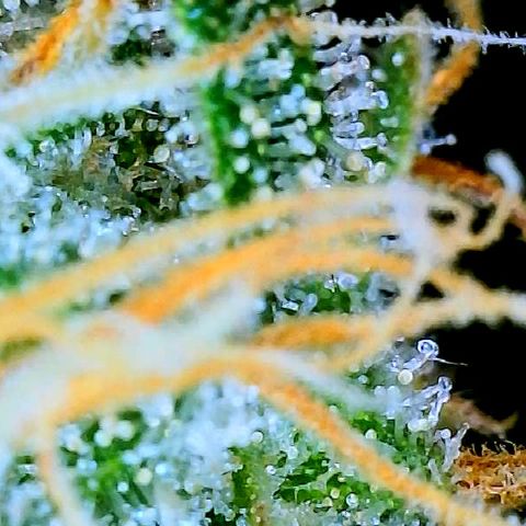 White Widow #3 growlog timeline photo