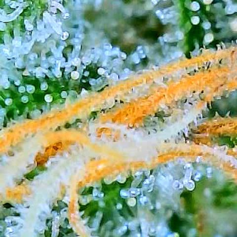 White Widow #3 growlog timeline photo