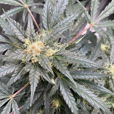 Sexxpot #1 growlog timeline photo