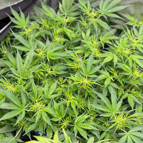 Blue Knight #1 growlog timeline photo