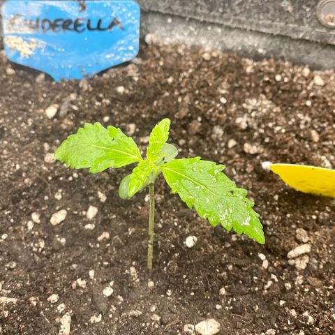 Cinderella #2 growlog timeline photo