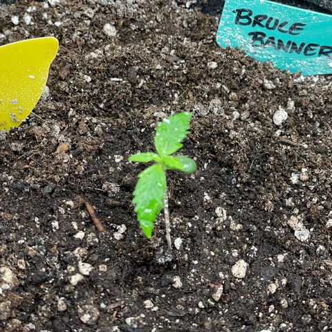 Bruce Banner #2 growlog timeline photo