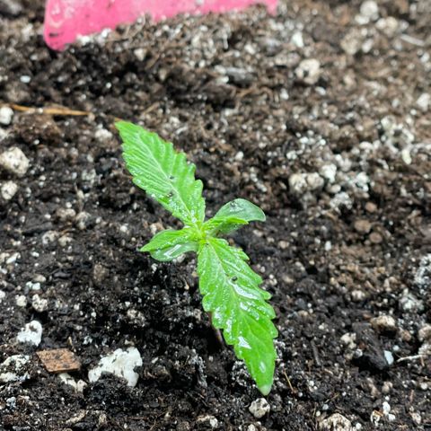 Sexxpot #2 growlog timeline photo