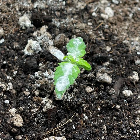 Gelato #1 growlog timeline photo