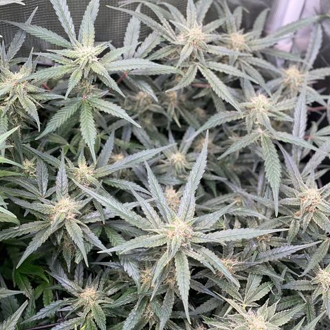 Cinderella #1 growlog timeline photo