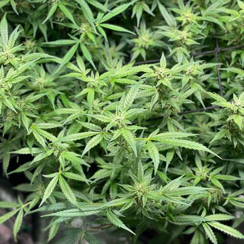 Do-Si-Dos #1 growlog timeline photo