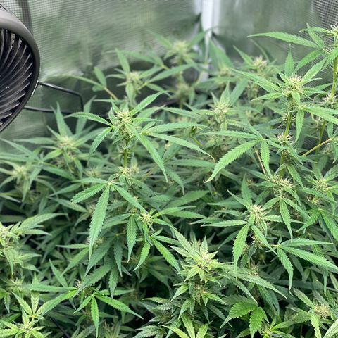 Moonshine Cookies growlog timeline photo
