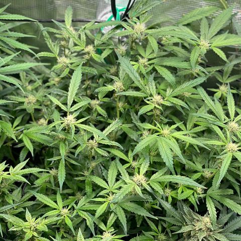 Bruce Banner #1 growlog timeline photo