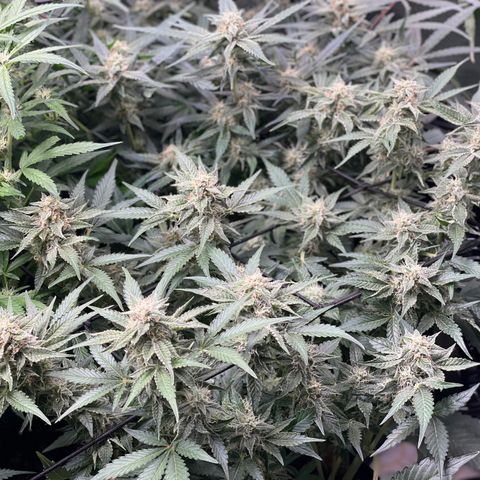 Growlog-Zeitleistenfoto von White Widow #1