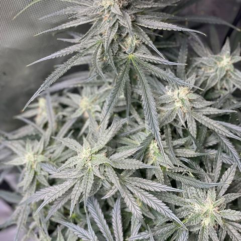 White Widow #2 growlog timeline photo