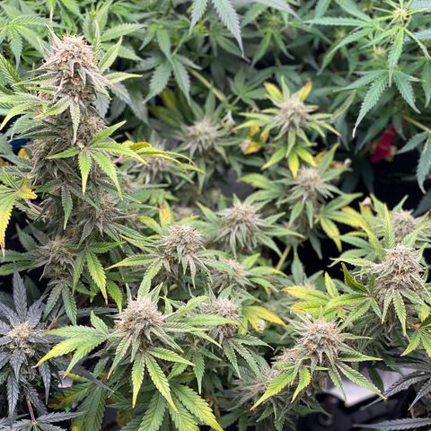 White Widow #3 growlog timeline photo