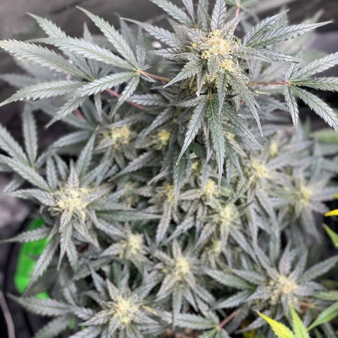 Sexxpot #1 growlog timeline photo