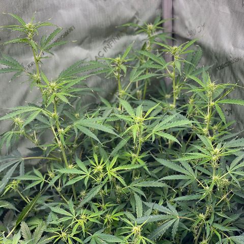 Milky Way - Variegated growlog timeline photo