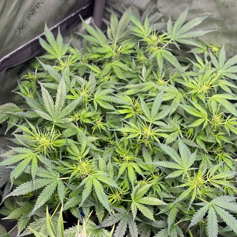 Blue Knight #1 growlog timeline photo