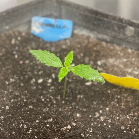 Cinderella #2 growlog timeline photo