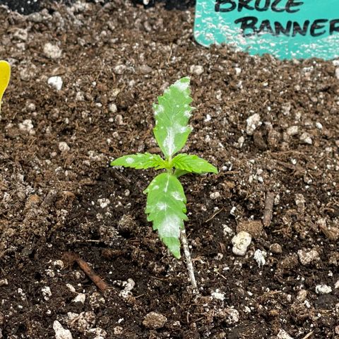 Bruce Banner #2 growlog timeline photo