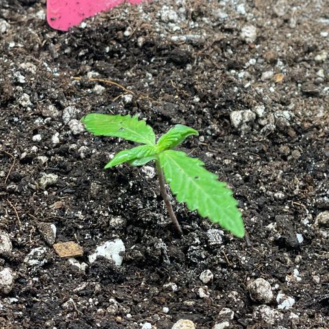 Sexxpot #2 growlog timeline photo