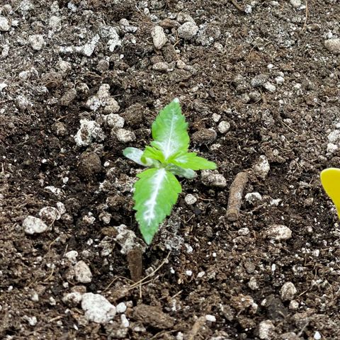 Gelato #1 growlog timeline photo