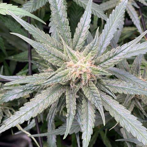 Cinderella #1 growlog timeline photo