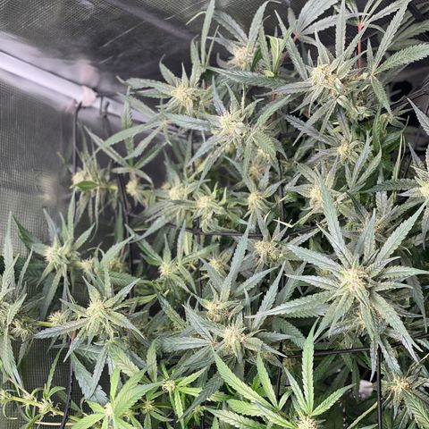 Cinderella #1 growlog timeline photo