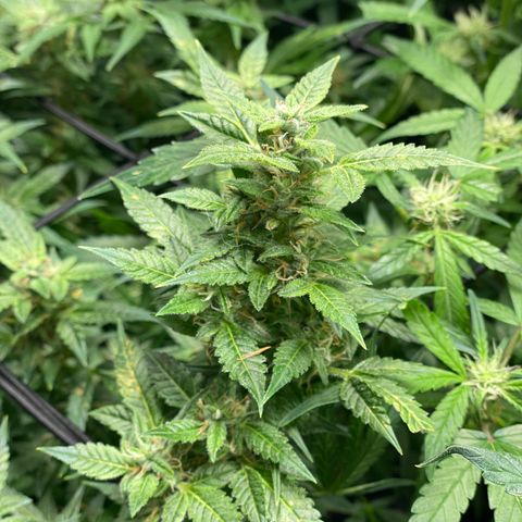 Do-Si-Dos #1 growlog timeline photo