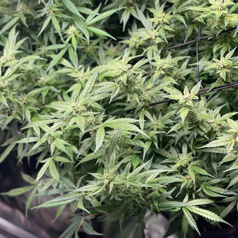Do-Si-Dos #1 growlog timeline photo