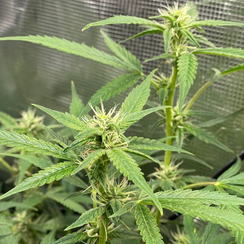 Moonshine Cookies growlog timeline photo